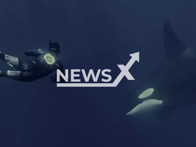 Diver has a close encounter with an orca in San Jose del Cabo, in Baja California Sur, Mexico, on Sunday, Sept. 25, 2022. According to Nikki Brant, 52, being underwater has always felt like home to her. Note: Picture is a screenshot from a video (@nik_in_a_cage/Newsflash)