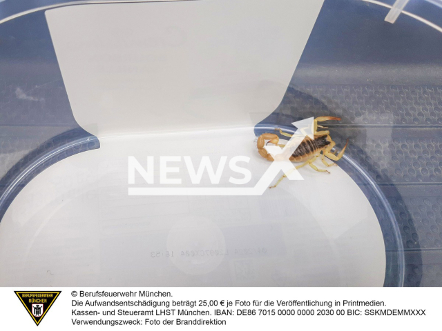 Image shows a scorpion from California, USA, undated photo. The animal was brought to the city of Munich, Germany by a backpacking couple on Sunday evening, Oct. 9, 2022. Note: Licensed content. (Berufsfeuerwehr Munchen/Newsflash)