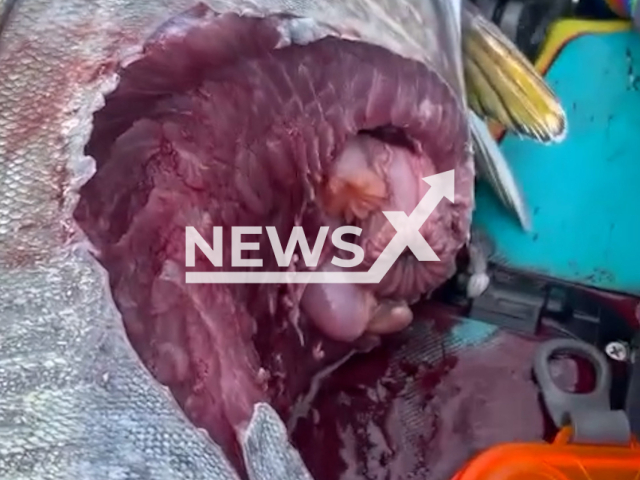 Picture shows the tuna that was mauled by a shark, in July, 2022. Commodore Connor believes that it was a group of Galapagos sharks who mauled the fish. Note: Photo is a screenshot from video. (@commodore_connor/Newsflash)