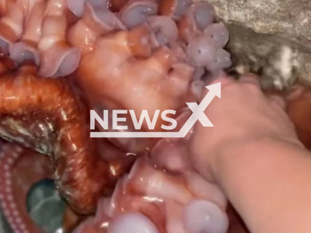 Aquarium employee, Jamie Shank, pets Octavious in the San Antonio Aquarium, in San Antonio, Texas, in undated footage. Octavious is a giant pacific octopus. Note: Photo is a screenshot from the video (@sanantonio_aquarium/Newsflash)