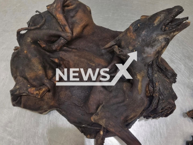 Image shows one of the two roasted antelopes, undated photo. Customs officers found the two animals during luggage check at the Munich airport in Germany. Note: Licensed content. (Hauptzollamt Munchen/Newsflash)