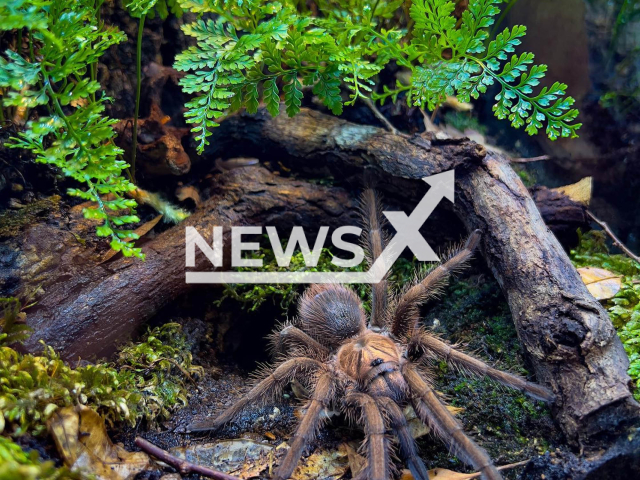 Picture shows a tarantula, undated. The species is Phormictops atrichomatus, and they live in Honduras, Central America. Note: We obtained permission for the photo. (@shuyaman13/Newsflash)