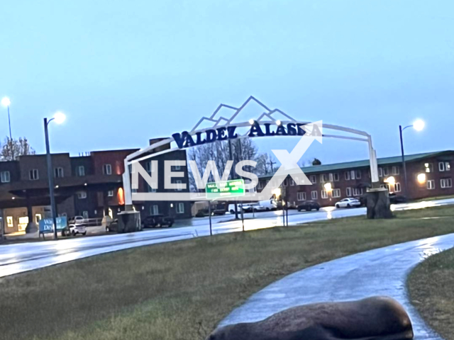 Picture shows a sea lion on the road in Valdez, Alaska, undated. The animal was taken back to the tidelands. Note: Police photo. (Valdez Police Department/Newsflash)