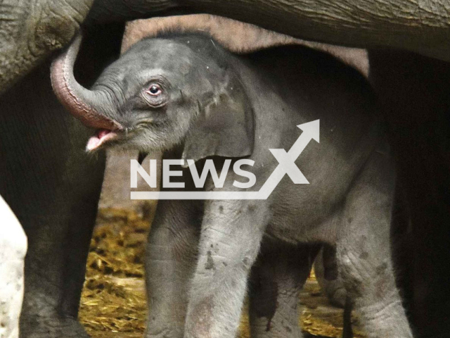 Image shows elephants at the Diergaarde Blijdorp zoo in Rotterdam, the Netherlands, undated photo. The zoo welcomed a new elephant cub that was born on Sunday, Oct. 9, 2022. Note: Licensed content. (Diergaarde Blijdorp/Newsflash)