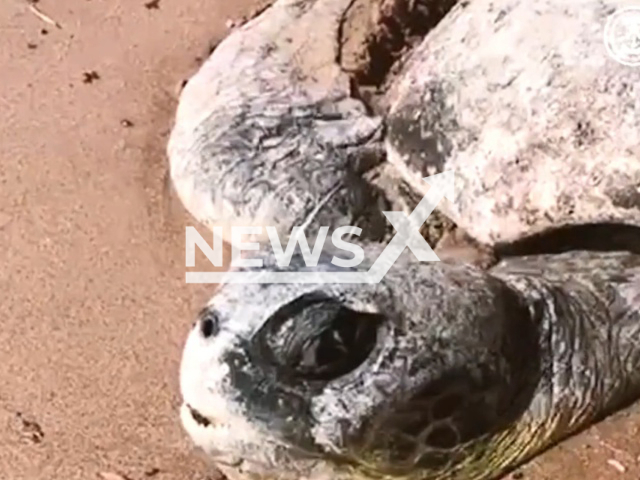 The General Directorate of Border Guard of Saudi Arabia returns a sea turtle back to its environment in Umluj governorate in Tabuk Region, Saudi Arabia, undated video. The sea turtle was found buried in the sand. Note: Picture is a screenshot from a video (@BG994/Newsflash)