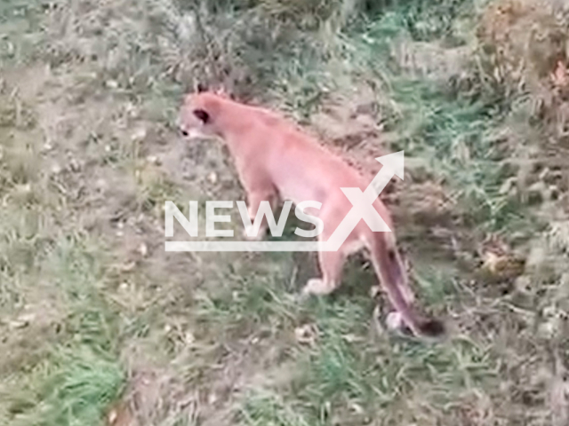 Mountain lion walks in forest area in undated footage shared by Madison County Sheriff's Office. There have been multiple and confirmed sightings of Mountain Lion(s) in New Virginia and St  Charles/St. Mary's area.Note: This picture is a screenshot from the video. (Madison County Sheriff's Office/Newsflash)