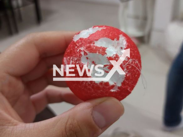 Picture shows the bite on one of  the Styrofoam balls in the shape of a meatball on the costume of Olivia Colombiano, in Volta Redonda, Brazil, Monday, Oct. 10, 2022. She dressed up as spaghetti and meat balls, in celebration of Children's Day, and one of her classmates bit  the costume. 
Note: Private photo.  (@adudss/Newsflash)