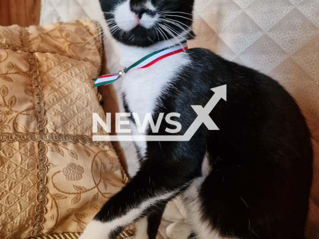 Picture shows the first 'Mayor of the Animals' Miao   in Civita D'Antino, Italy. According  to the  deputy mayor Matteo Di Fabio,  Miao will remain in office, for one year and then the each animal will be able to aspire to the office subject to nomination and votes. 
Note: Private photo.  (@matteo.oettam.35/Newsflash)