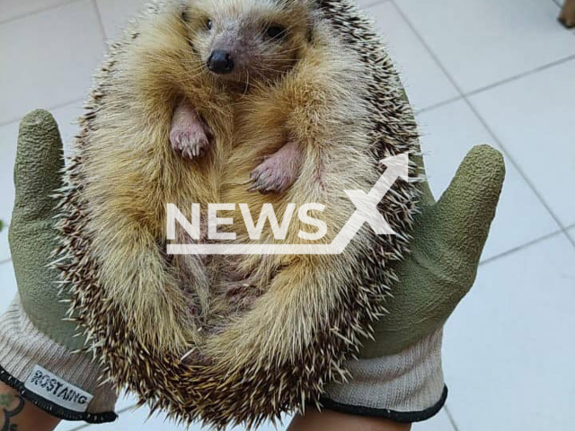 Image shows Malta's fattest hedgehog Garfield, undated photo. She was put on a strict diet and exercise regime in October 2022. Note: Private photo. (Nature Trust-FEE Malta Wildlife Rescue Team/Newsflash)