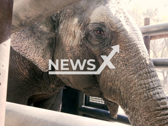 Elephants Pocha, 55, and Guillermina, 22, mother and daughter, were transferred from a small enclosure in Mendoza, Argentina to beautiful natural habitat in in Matto Grosso, Brazil. Note: Picture is a screenshot from a video (Senasa/Newsflash)