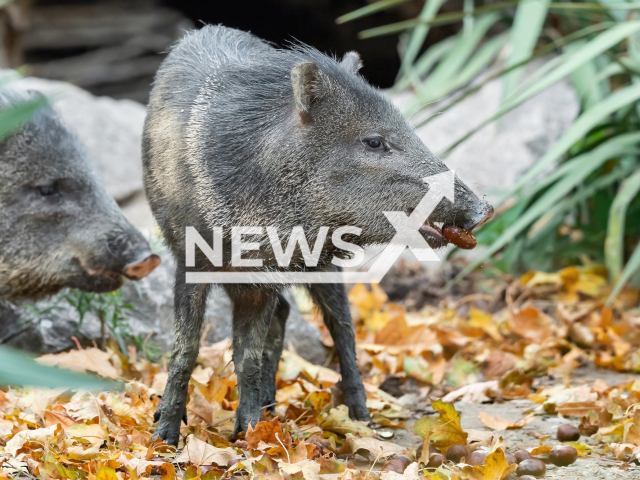 Image shows a collared peccary, undated photo. Animals nibbled on flavourful autumn leaves in the Vienna Zoo, Austria. Note: Licensed content. (Daniel Zupanc/Newsflash)