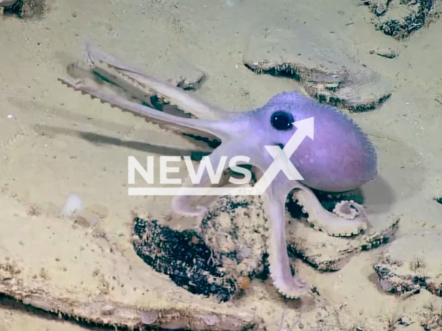 Video shows a so-called warty octopus off the Atlantic coast of Florida, US. Note: Picture is a screenshot from a video (@noaaoceanexploration/Newsflash)