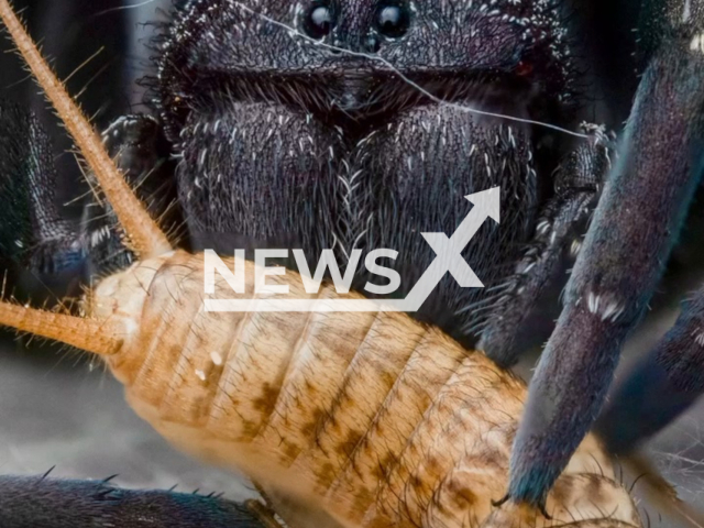 Cute little spider, Spinarak, feeds on another insect, in his owner Miro Skandera's home in Los Angeles, California, in undated footage. Miro Skandera keeps around 100 spiders. Note: Picture is a screenshot from a video (@insect_paparazzi/Newsflash)