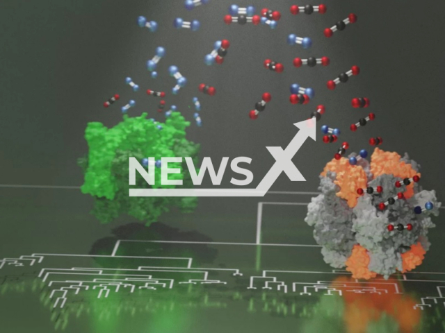 Image shows the evolution of modern photosynthesis, undated photo. Max Planck Researchers reconstructed billion-year-old enzymes in the city of Marburg, Germany. Note: Licensed content. (Max Planck Institute for Terrestrial Microbiology, Hochberg/Newsflash)