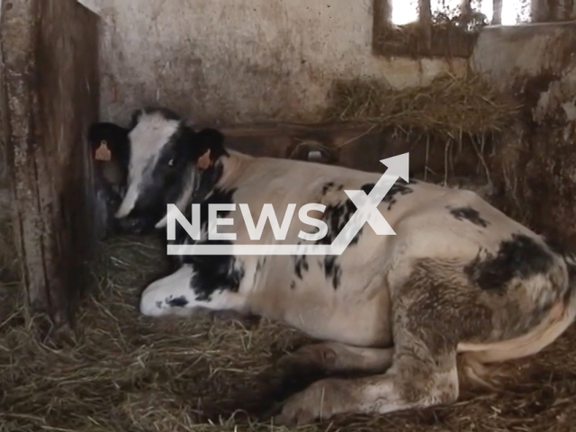 Photo shows the cow Carminathe whose owner received a fine of three hundred euros because of it mooing too loud in Siero, Asturias, in northern Spain, undated photo. The moos reportedly reached 74 decibels, when the noise law established a maximum of 55. Note: Picture is a screenshot from a video (Newsflash)