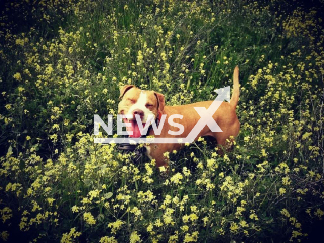 Picture shows Pita, undated. The dog died  after it  jumped from a seventh floor when scared by a pyrotechnic device thrown by a neighbour, in Alcorcon, Spain, on Sunday, Oct. 16, 2022. Note: Private photo.  (@morereichell/Newsflash)