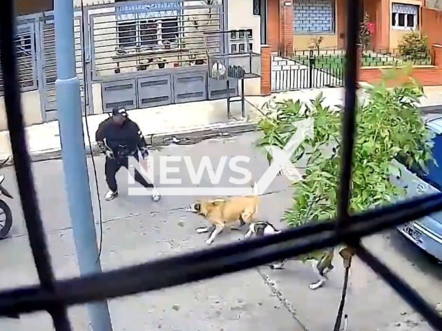 Malvina and Sofia, two stray dogs who are cared for by the residents of the area, attack a thief   and prevented the robbery in Jose Leon Suarez, Argentina, undated.  A thief attempted to rob a man on the street when he was attacked by the dogs. Note: Picture is a screenshot from a video (Newsflash)