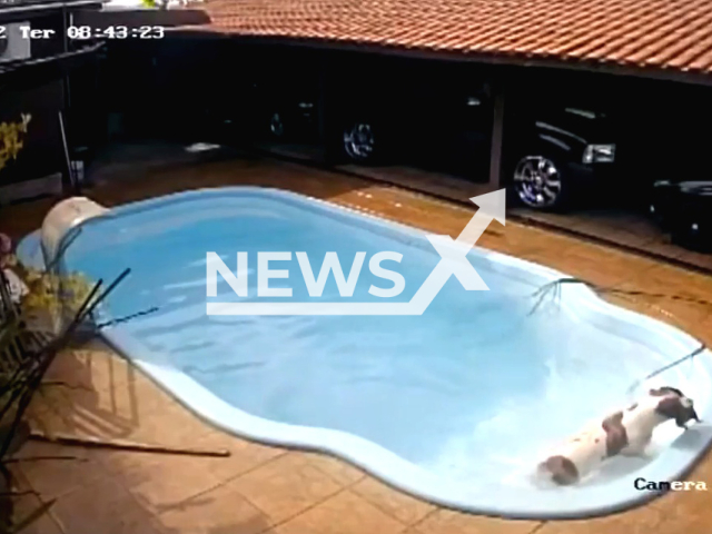 Athena, a pitbull saves three-month-old chihuahua Puma that fell into pool at home in Jardinopolis, Brazil, Tuesday, Oct.18, 2022. The dogs were playing when one of them fell in the pool and was not able to get out. Note: Picture is a screenshot from a video (Newsflash)