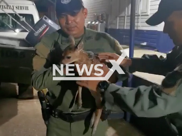 Environmental Police rescue a baby deer in the district of San Miguelito, in the Republic of Panama, in undated footage. Afterwards, it was reportedly taken to the biodiversity department of the Ministry of Environment of Panama, where it will receive proper veterinary care. 
Note: Photo is screenshot from a video (@PNPma/Newsflash)