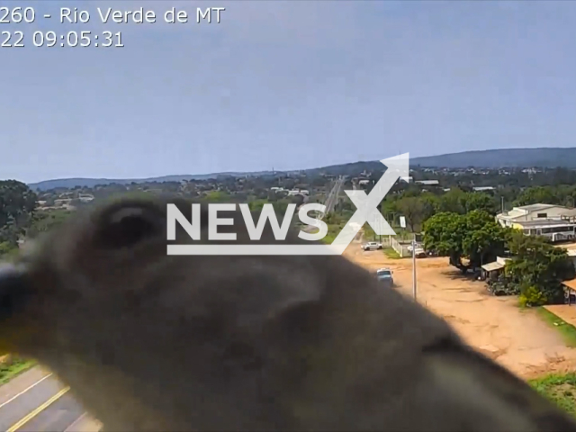 A bird looking at a  security camera on the BR-163/MS highway, near Rio Verde de Mato Grosso, Brazil, on Friday, Oct. 14, 2022. The bird stayed for a few seconds in front of the camera investigating the lens. Note: Picture is screenshot from a video. (CCR MSVia/Newsflash)