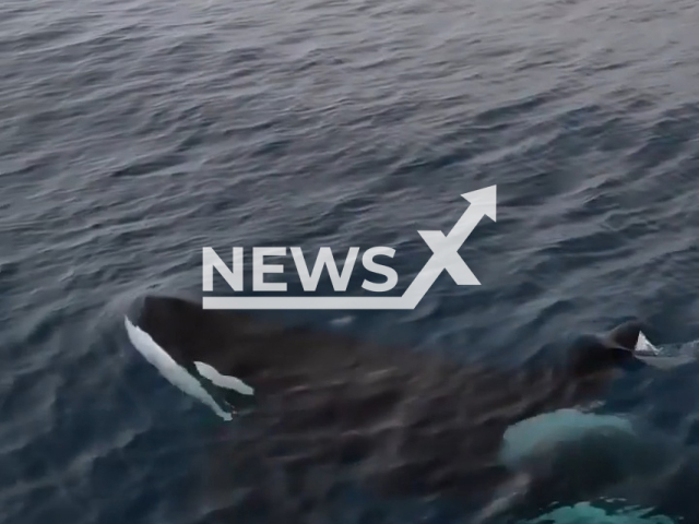 Picture shows an orca in Monterey Bay, in Monterey, California, on Friday, Sept. 28, 2022. Orcas are the largest member of the dolphin family. Note: Picture is a screenshot from a video (Evan Brodsky | Monterey Bay Whale Watch/Newsflash)