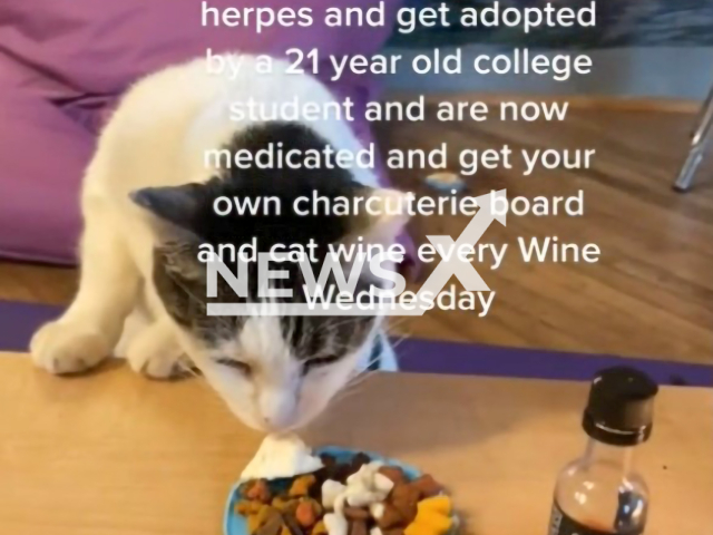 One cat's "rags to riches" story as she enjoys a custom charcuterie board in USA. Note: Photo is a screenshot from the video (@fupathecat/Clipzilla)