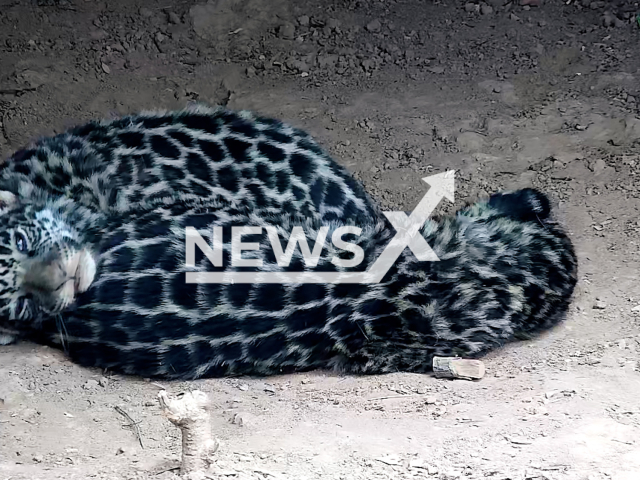 Picture shows  the two cubs born in El Impenetrable del Chaco National Park, in Argentina, undated.   The jaguars,  (Panthera onca) 
 were born in semi-captivity, and will be transferred with their mother to the Ibera National Park, in Argentina, where they will be released to increase the genetic diversity of that population.
Note: Licensed photo.  (Rewilding Argentina/Newsflash)