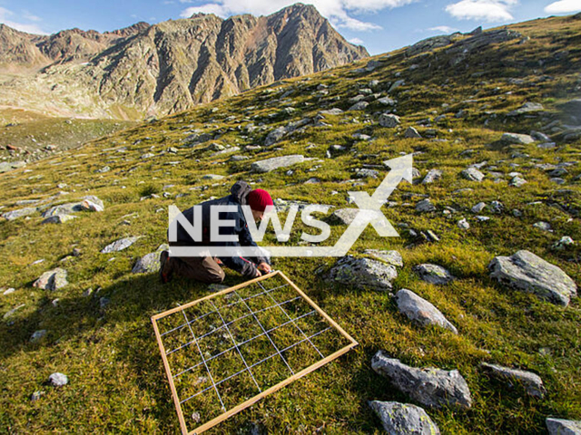 Image shows the elevation of an area in the the Otztal Alps in Austria, undated photo. The repeated survey of the frequency of plants in many small long-term observation areas allows conclusions to be drawn about large-scale population trends. Note: Licensed content. (Krystof Chytry/Newsflash)