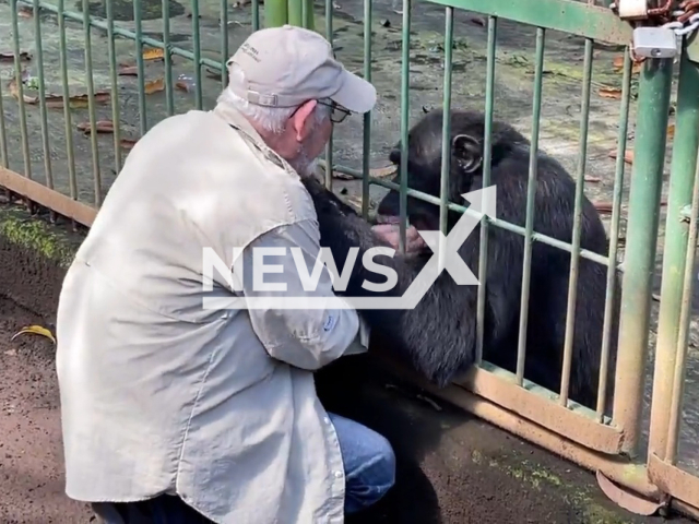 Veterinarian  Eduardo Sacasa, says goodbye to chimpanzee Pipo, 38, the in Nicaragua, undated.  He cared for 25 years at the Nicaraguan National Zoo, that will be handed over to  the Ministry of Environment and Natural Resources. Note: Picture is a screenshot from a video (@FaunaSilvestredeNicaragua/Newsflash)