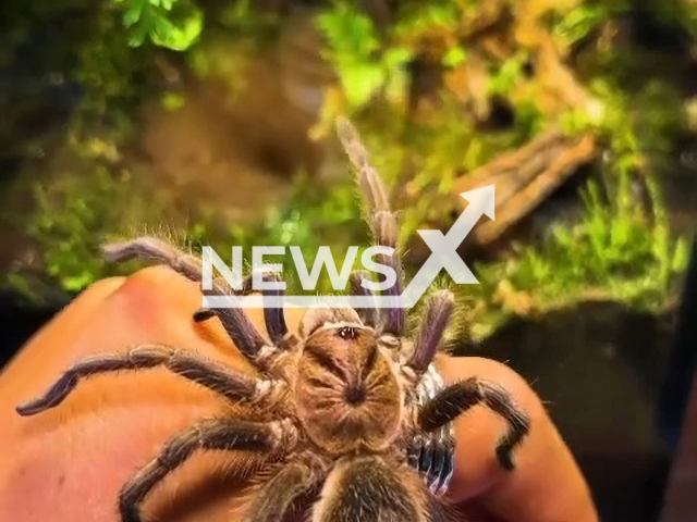 Picture shows a large tarantula, in Kanagawa, Japan, undated. The tarantula's owner, Shu Miyasaka, 37, apart from tarantulas, also keeps scorpions, centipedes, millipedes, and other various insects. Note: Picture is a screenshot from a video (@shuyaman13/Newsflash)