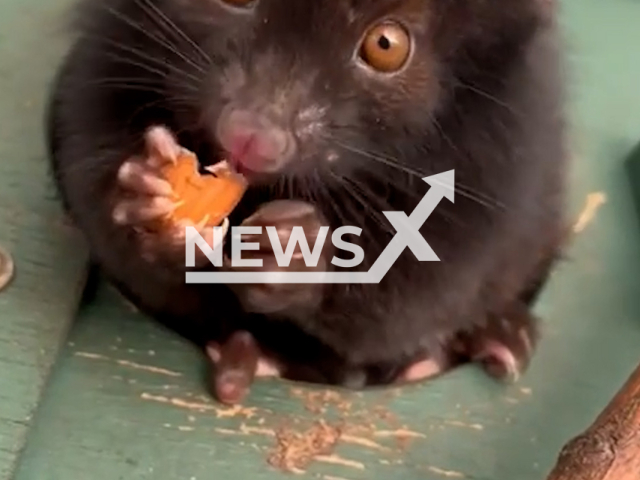 Australia-native possum shyly stares into the camera lens looking adorable while snacking on some food at Warrawong Wildlife Sanctuary, South Australia, in undated footage. The possum is of the species commonly known as  Common Ringtail Possum and is called Harley. Note: Picture is a screen from video (Warrawong Wildlife Sanctuary/Newsflash)