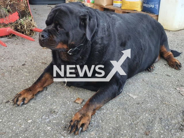 Image shows an extremely overweight female Rottweiler, undated photo. The Animal shelter Tierparadies Schabenreith from the municipality of Steinbach am Ziehberg, in Upper Austria, Austria reported that the dog began to lose weight in October 2022. Note: Licensed content. (Tierparadies Schabenreith/Newsflash)