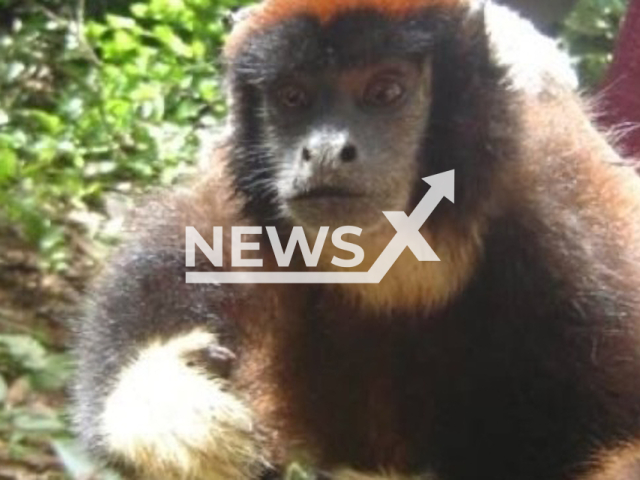 Picture shows Mono Tocon de Aquino (Cheracebus aquinoi) monkey, undated. The  new species of primate was discovered  in the Allpahuayo Mishana National Reserve, in Peru.  Note: Licensed photo.  (Fanny M. Cornejo, Yunkawasi/Newsflash)