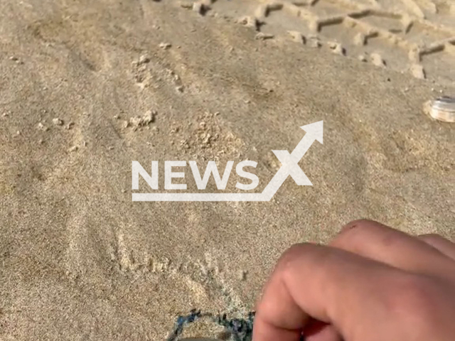 Julian Obayd, 21, pops a dried Man o' War in Queensland, Australia. Man o' War's scientific name is Physalia physalis. Note: Picture is a screenshot from a video (@julianobayd/Newsflash)