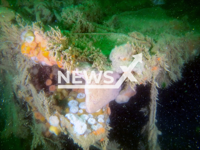 Image shows the torn deck plating of the V 1302 John Mahn that was damaged by the bomb that hit amidships, undated photo. Belgian scientists found out that the shipwreck leaked many pollutants into the sea, changing the ocean floor around it. Note: Licensed content. (VLIZ/Newsflash)