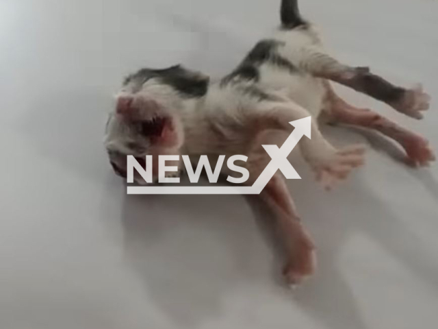 Picture shows a kitten with two heads, two mouths and three eyes was born in Puerto Berrio, Colombia, undated. It died an hour after his birth, despite efforts by owners to keep it alive, after a veterinarian recommended they should euthanize. Note: Photo is a screenshot from a video. (Newsflash)