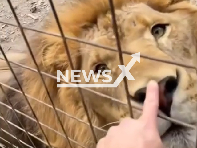 Wildlife enthusiast, James Smith, 35, boops a lion's nose, at his workplace, the Wild Animal Adventure, in Station, Missouri, on Monday, Oct. 6, 2022. James Smith stated that for him, being close with wild animals is like winning the lottery every day. Note: Picture is a screenshot from a video (@liondad_1987/Newsflash)