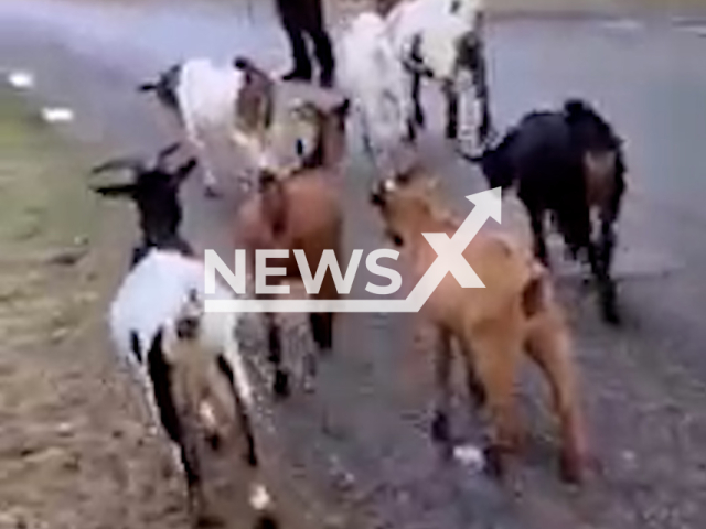 The police officer escorts the goats on the road in Bay County, Michigan, USA. Note: Picture is a screenshot from a video (Bay County, Michigan Sheriff's Office/Newsflash)