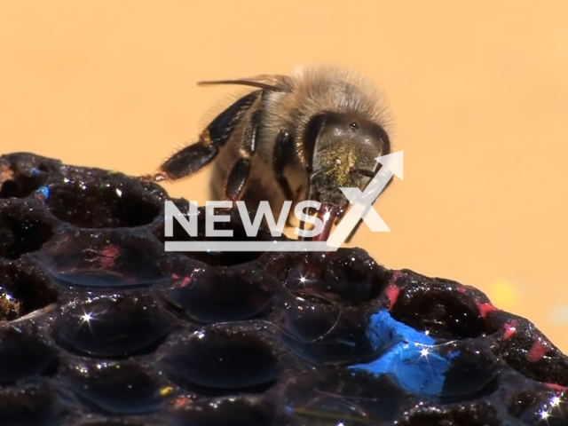 Illustrative image of a wild bee, undated. Note: Image is a screenshot from video. (Newsflash)