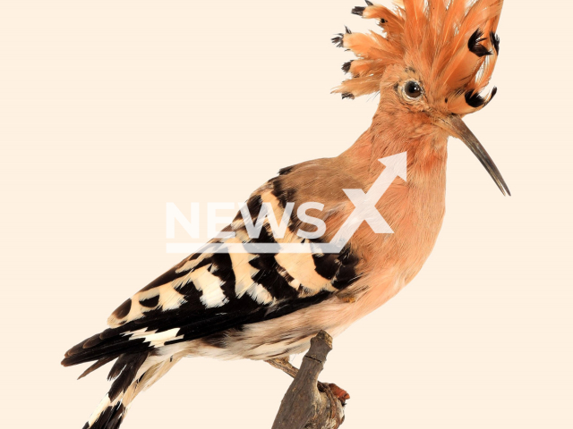 Image shows the Eurasian hoopoe (Upupa epops), undated photo. The British Harrison Institute in Sevenoaks, England will donated 19,000 birds to the Natural History Museum Vienna in Austria on Friday, Nov. 4, 2022. Note: Licensed content. (Robbie Bright/Newsflash)