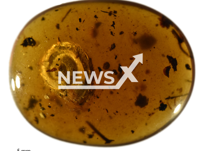 Image shows the hairy snail, undated photo. It was discovered in a 99-million-year-old amber: Archaeocyclotus brevivillosus sp. nov by scientists in Germany in October 2022. Note: Licensed content. (Senckenberg/Newsflash)