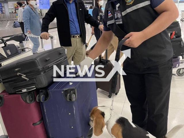 A Beagle from the DLD-Quarantine and Inspection Canine unit, inspecting luggage at the Suvarnabhumi Airport, in Nong Prue, Thailand, on Sunday, Oct. 23, 2022. they discovered 9 kilogrammes of pork sausages were brought in by a traveller who flew in from Hanoi, Vietnam.  Note: Photo  from government organization. (@DLDthailand/Newsflash)