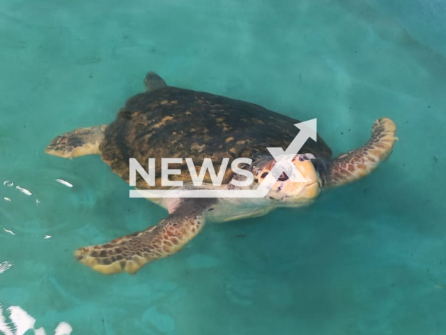 Picture shows the turtle Jorge at the Aquarium Marine Fauna Rehabilitation Center (CRFMA), located in  Mar del Plata, Argentina, on Wednesday, Oct. 26, 2022.
After  38 years of captivity he was transfer to  facility from Mendoza, where he  will begin an adaptation process needed for future release.
Note: Licensed photo.  (Ciudad de Mendoza/Newsflash)