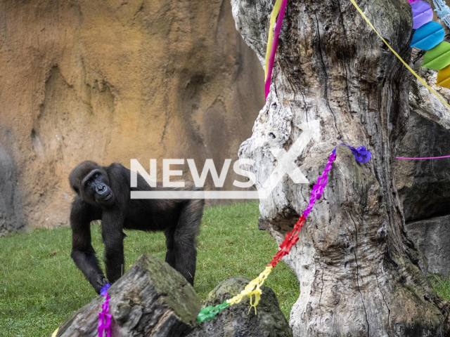 Ebo  celebrates the 10 year anniversary of his birth at his "birthday party' in Valencia, Spain, undated. He was the first gorilla born at the Bioparc Valencia as part of a conservation program. Note: Licensed photo.  (Bioparc Valencia/Newsflash)