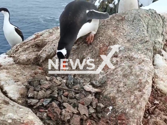 Penguin steals stone from nest of another penguin on Galindez Island, Antarctica in undated photo. The National Antarctic Scientific Center sent biologist Marta Dzyndra and other Ukrainian scientists for the 27th Ukrainian Antarctic Expedition on the Vernadsky Research Base. Note: Picture is a screenshot from video. (Marta Dzyndra/Newsflash)