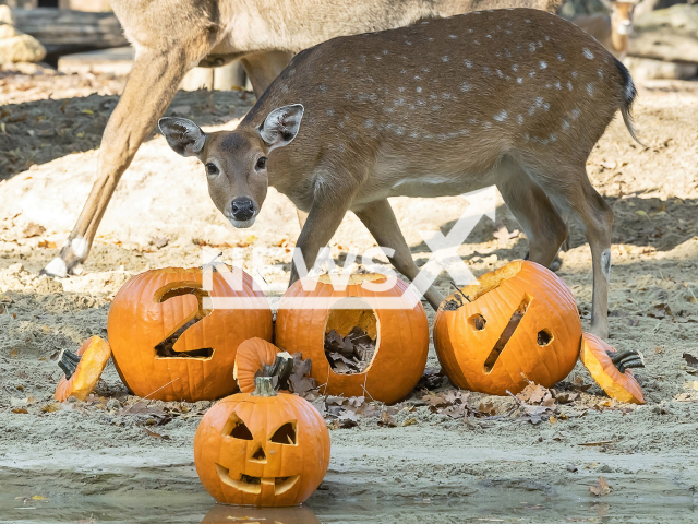 Image shows a Vietnamese sika deer at the Vienna Zoo, Austria, undated photo. The IUCN reported that about 20 per cent of all animal species that they recorded are threatened with extinction as of October 2022. Note: Licensed content. (Daniel Zupanc/Newsflash)