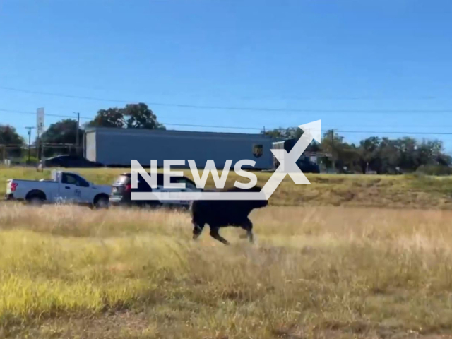 Cowboys help capture loose bison in Texas city, Texas, USA.Note: Picture is screenshot from a video (Belton, Texas - City Government/Newsflash).