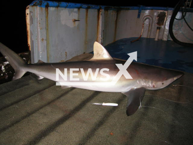 The silky shark is listed on the Convention on International Trade in Endangered Species of Wild Fauna and Flora (CITES) appendix II. Note: Photo from National Oceanic and Atmospheric Administration. (National Oceanic and Atmospheric Administration/Newsflash)