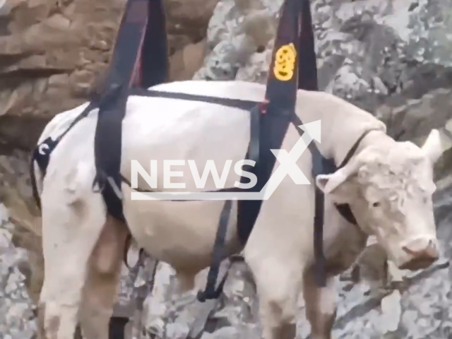 A  bull is lifted by a helicopter during rescue  in Rascafria, Spain, on Saturday, Oct. 29, 2022. It had been trapped for at least two days in a waterfall, the animal went down to the edge of a stream   and due to its bulky size it could not come out again. Note: Picture is a screenshot from a video (@112cmadrid/Newsflash)