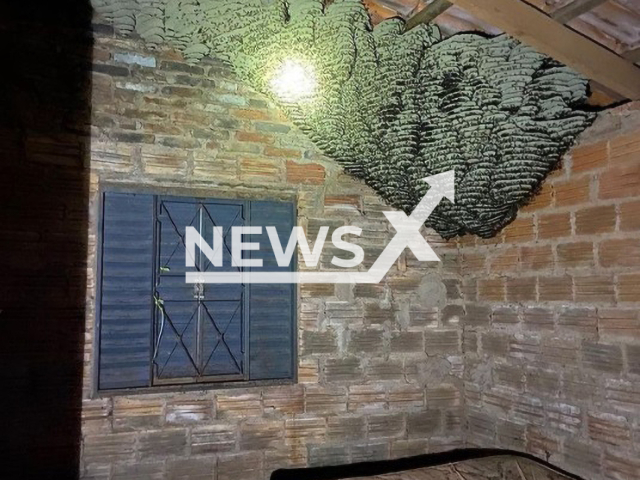 Giant wasp nest inside house in Niquelandia, Goias in Brazil. Note: Photo from firemen page. (@bombeirosniquelandia/Newsflash).